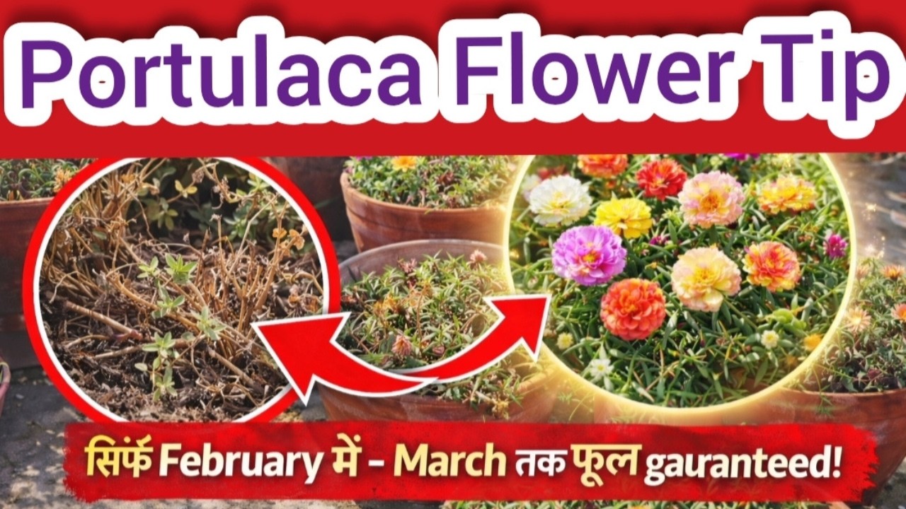 फरवरी में ये काम तुरंत करें portulaca फूलों से भर जाएगा , Moss rose care in Feb. for heavy blooming
