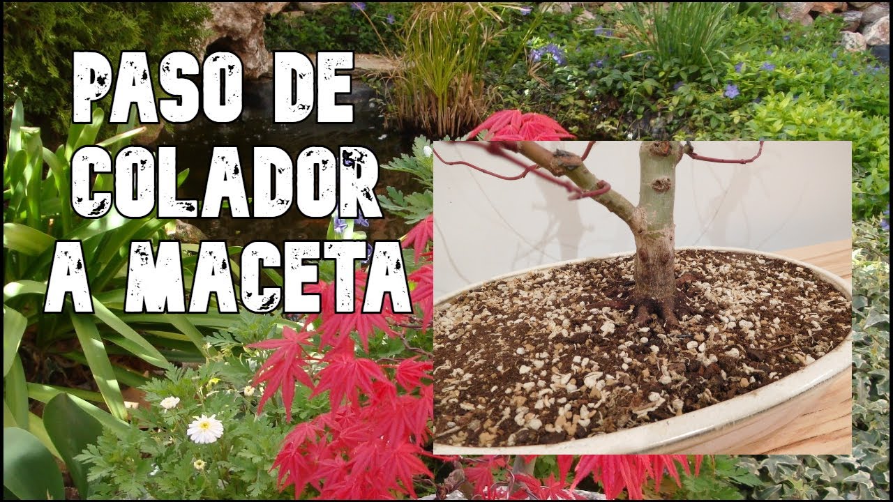 Trasplante de Acer palmatum deshojo - De colador a maceta