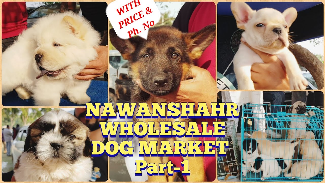 Nawanshahr Dog Market Part-1 | With Wholesale price and breeder's numbers | Gold Medal Kennels