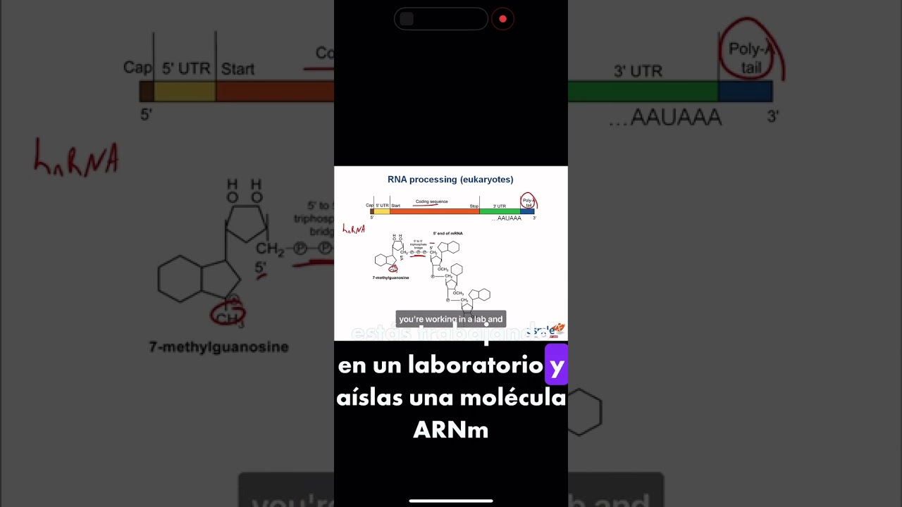 RNA processing (eukaryotes) USMLE Step 1