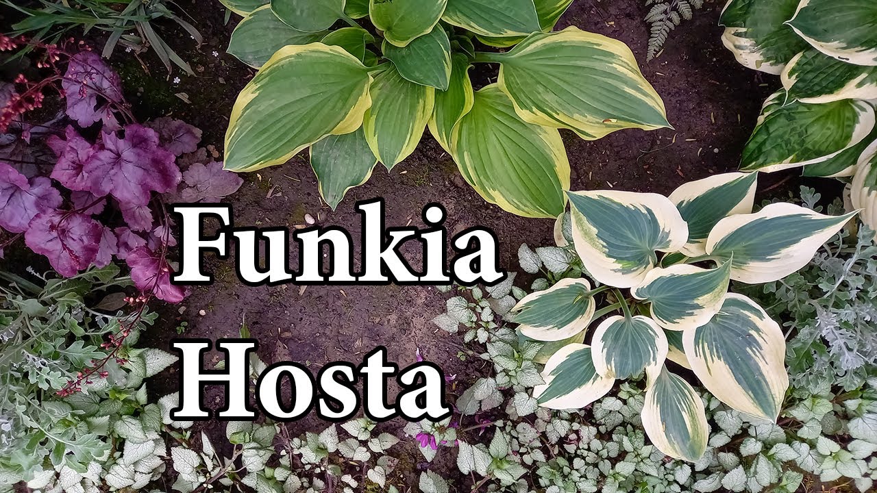 FUNKIA CZYLI HOSTA / Pielęgnacja / Uprawa / Z czym komponować na rabacie / Rośliny do cienia