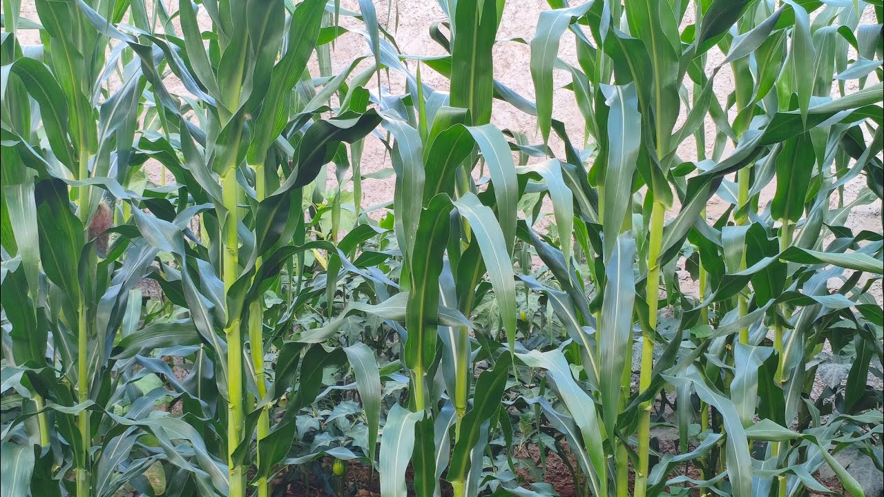 Colhendo milho verde para fazer mingau #plantas #roça #colheitamecanizada 