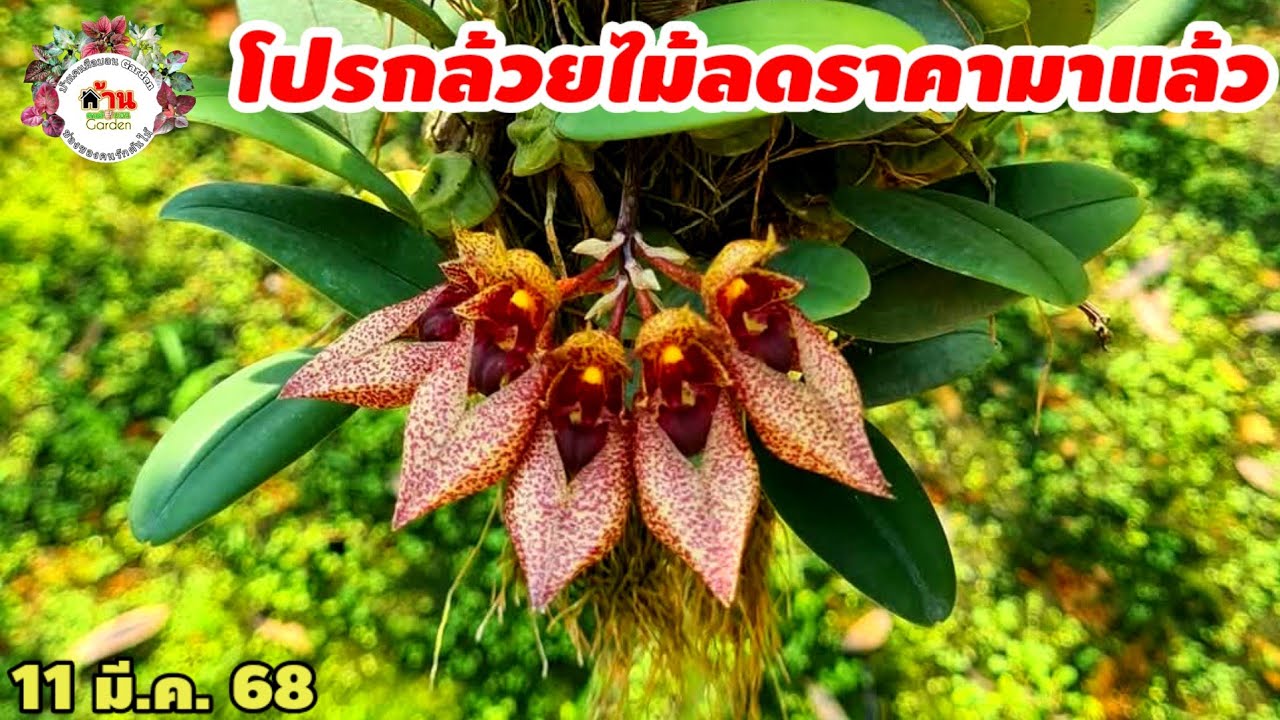 EP.657 กล้วยไม้ลดราคาพร้อมโปรจัดส่งฟรี !!! กล้วยไม้สวยๆ กล้วยไม้ป่า#กล้วยไม้