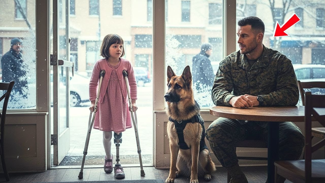 “Can I Sit Here?” Disabled Girl Asked a U.S. Marine & His Dog — What Happened Next Shocked Everyone