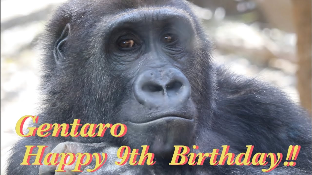 ゲンタロウ、9歳の誕生日おめでとう❗️⭐️ゴリラ Gorilla【京都市動物園】Happy 9th birthday!‼️Gentaro is the future silverback❗️