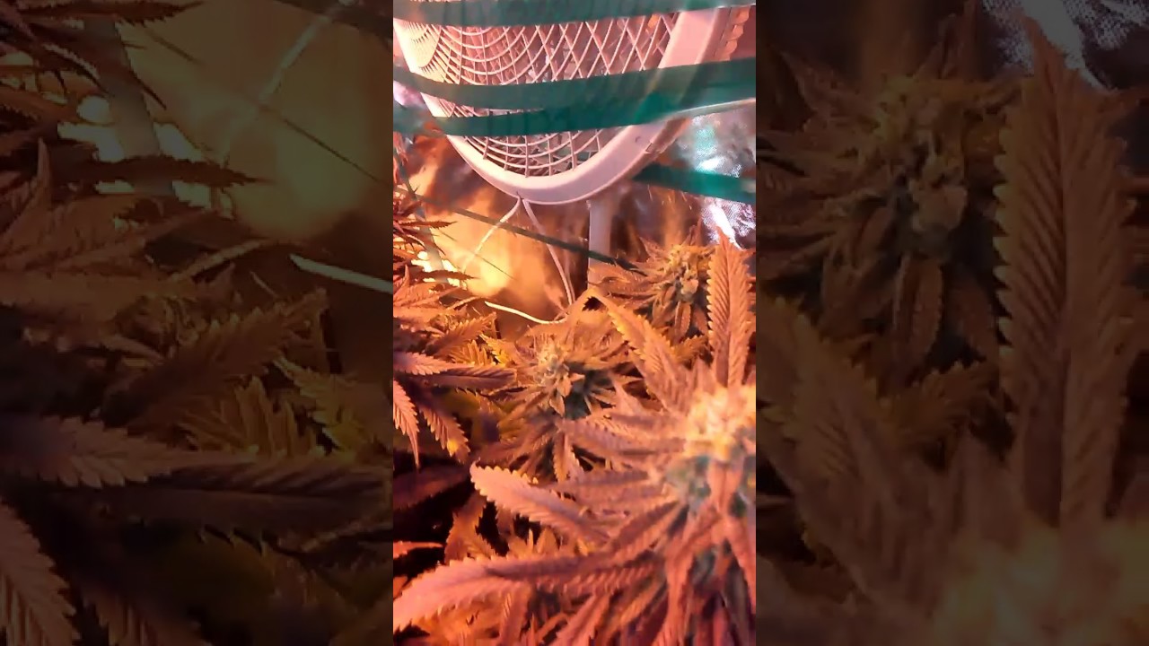 blue cookies,dosido, nitro cookies