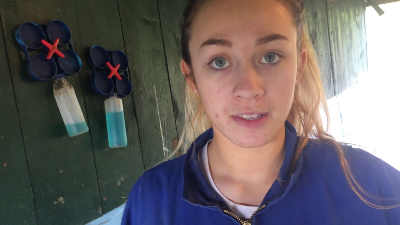How to milk cows -  Setting up the shed