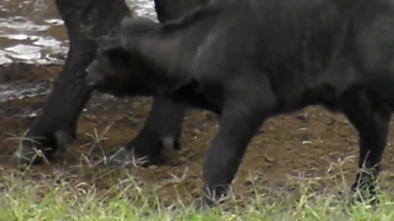 baby cape buffalo struggles to keep up with mum