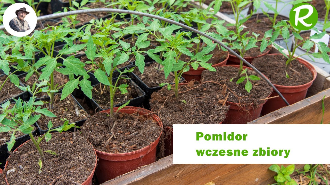 Pomidor : wczesne zbiory