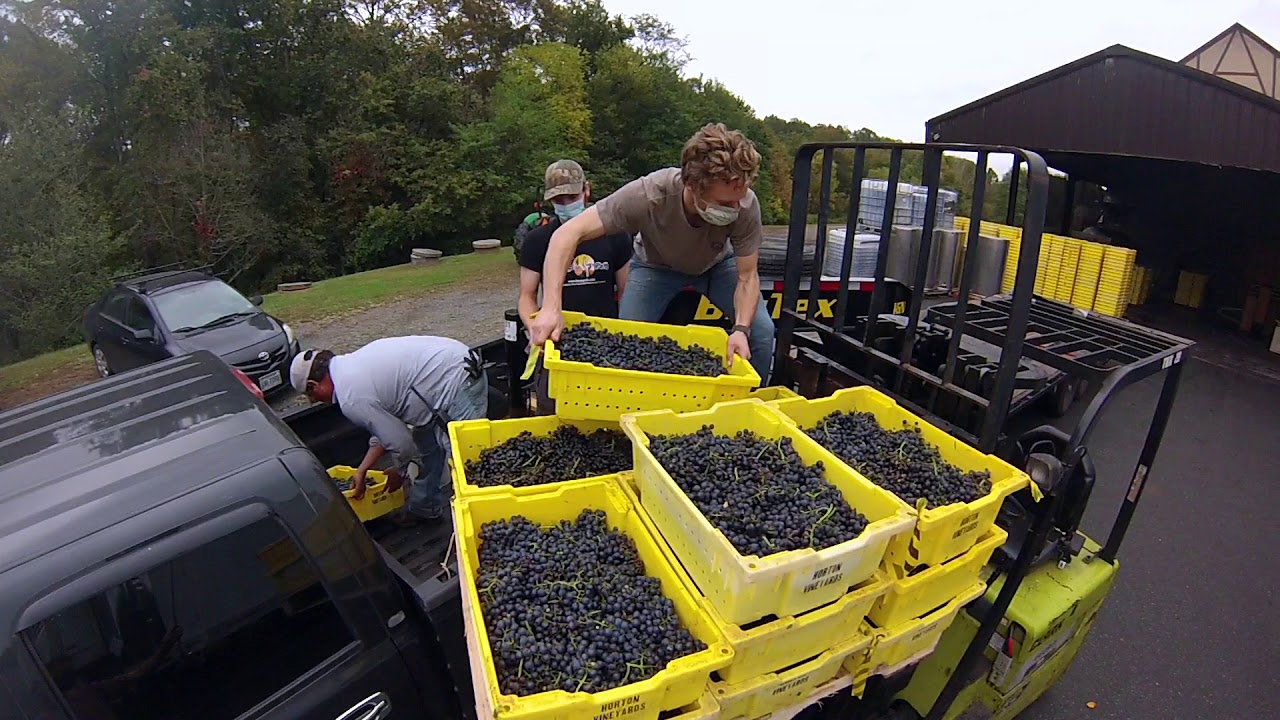 Crush, Press and Wait: A Red Wine Process
