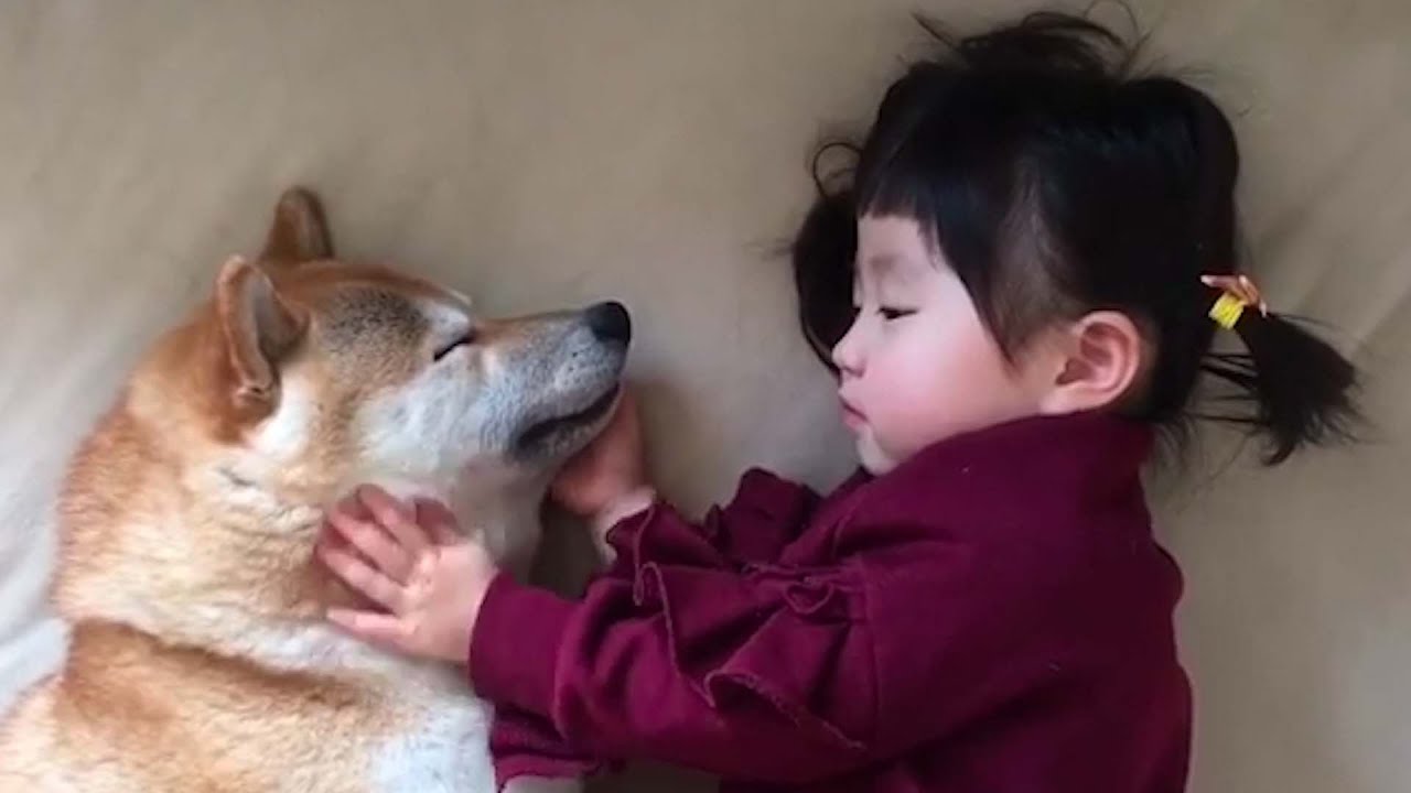 The Ancient Breed From 7000BC: Shiba Inu