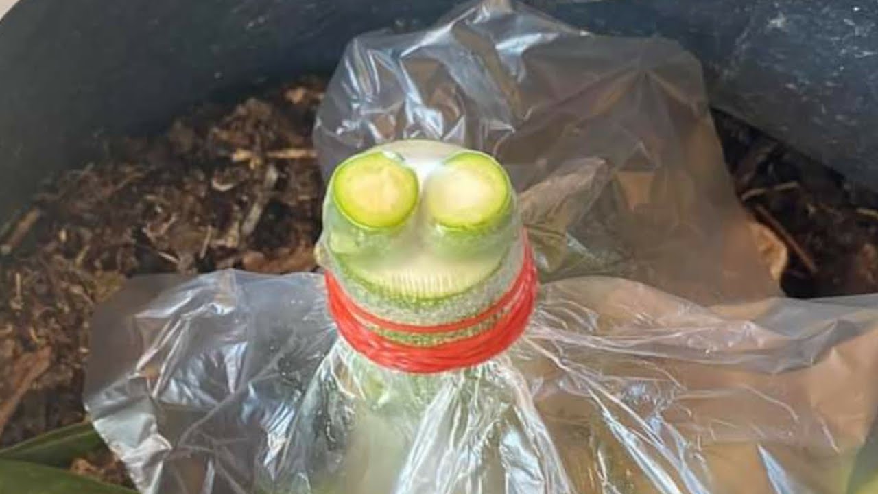 Easy grafting method in Adenium plants | Flat grafting | Tablet grafting | Gardening Tips and Treats