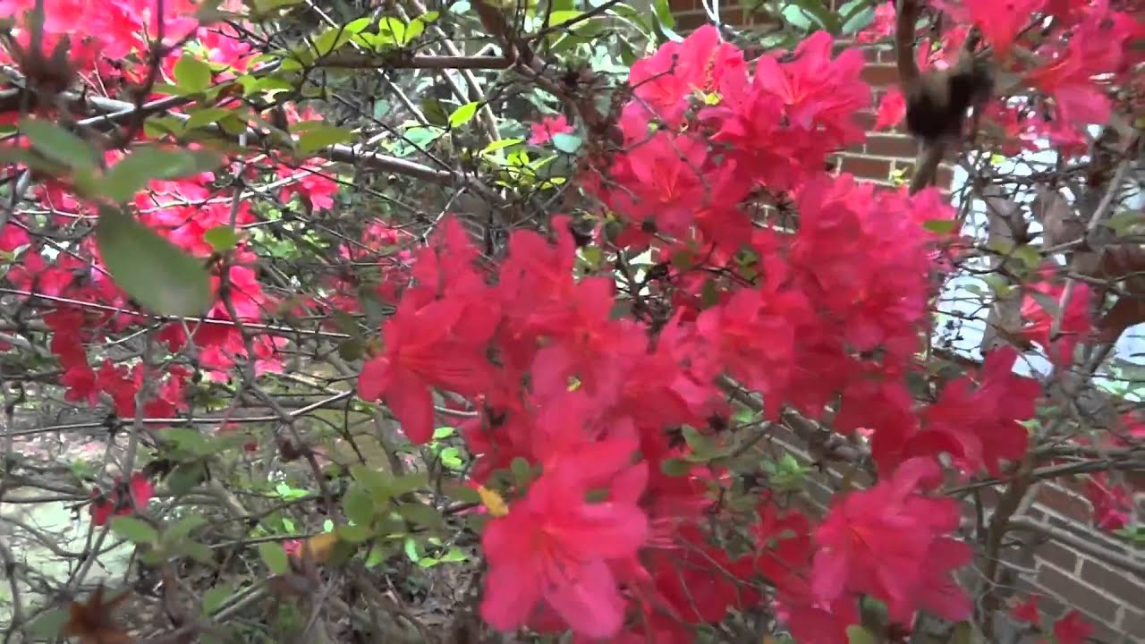 Bee-ing There: A Baltimore Photographer Cautionary Tale    