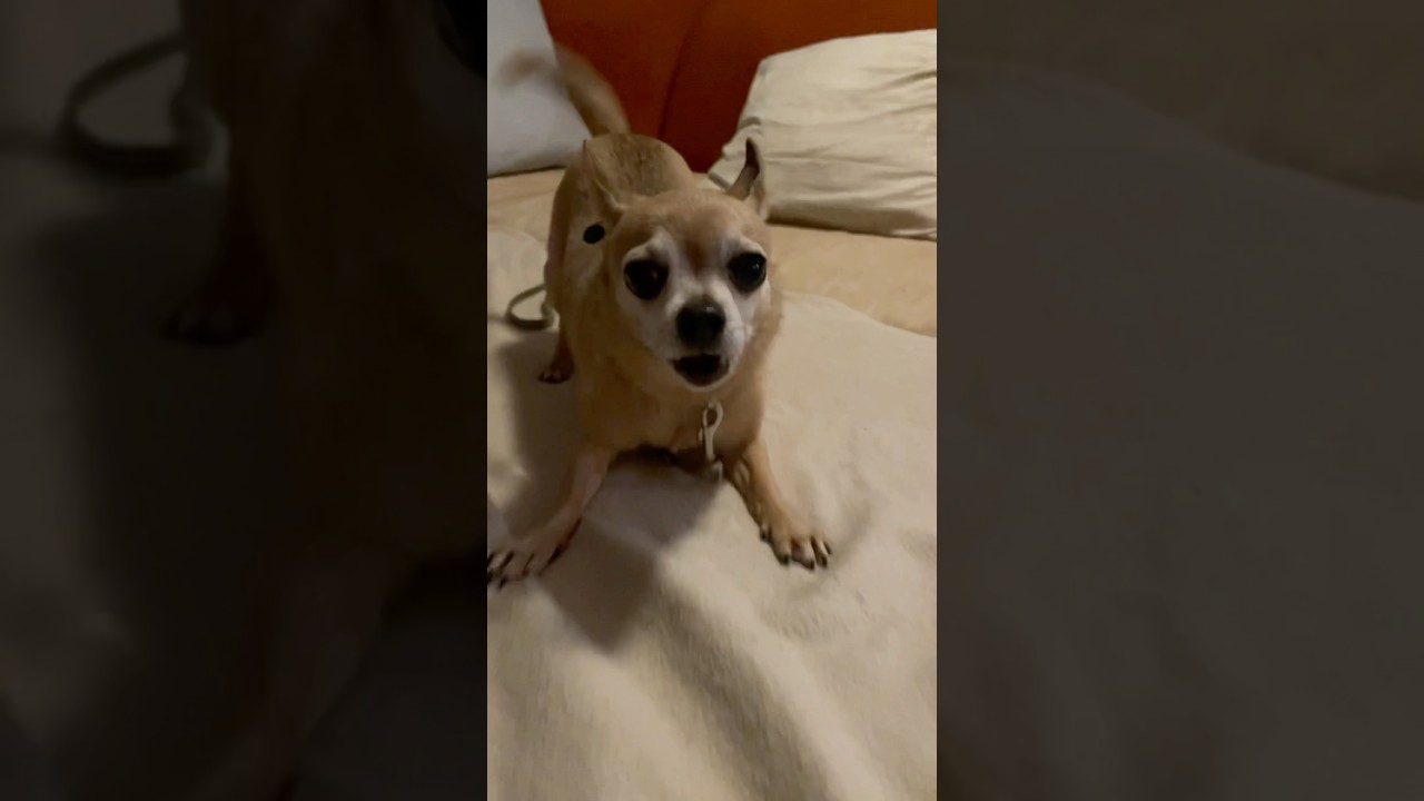 Chihuahua dog Barking | Chihuahua barking #cute #cutedog #shorts #funny