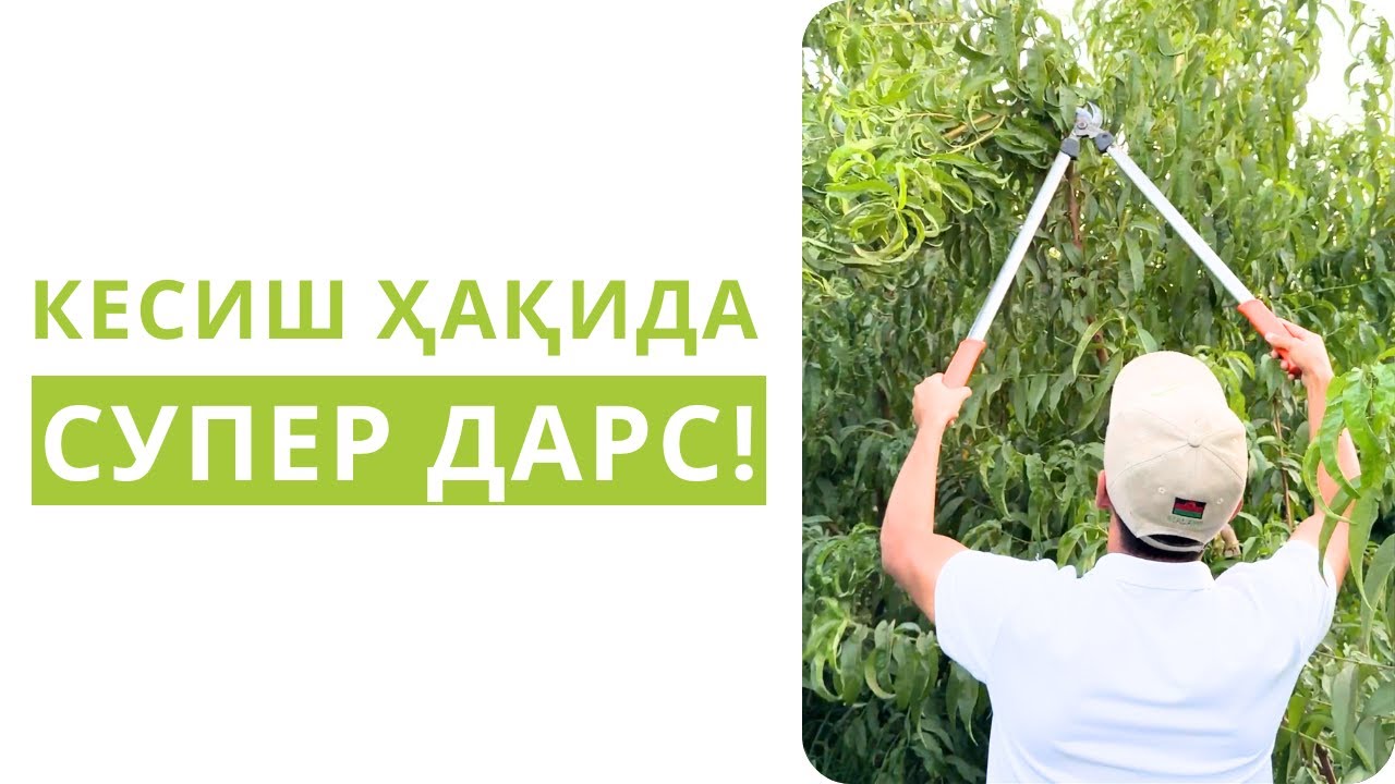 ЁЗДА ДАРАХТ КЕСИШГА ҚЎРҚАСИЗМИ? БУ ВИДЕО СИЗ УЧУН!