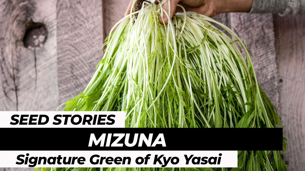 SEED STORIES | Mizuna: Signature Green of Kyo Yasai