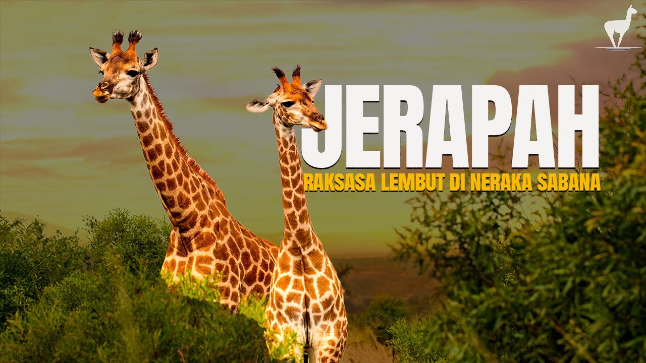 Jerapah: Tidur Sekejap untuk Bertahan dari Pemangsa