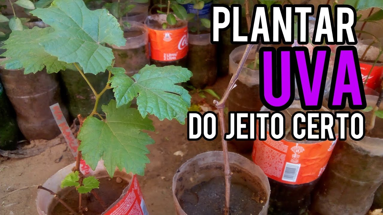 Como plantar Uva do jeito certo | Videira por estaquia