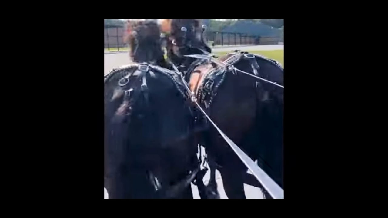 DRAFT HORSES // Driving lines explained and how I messed up