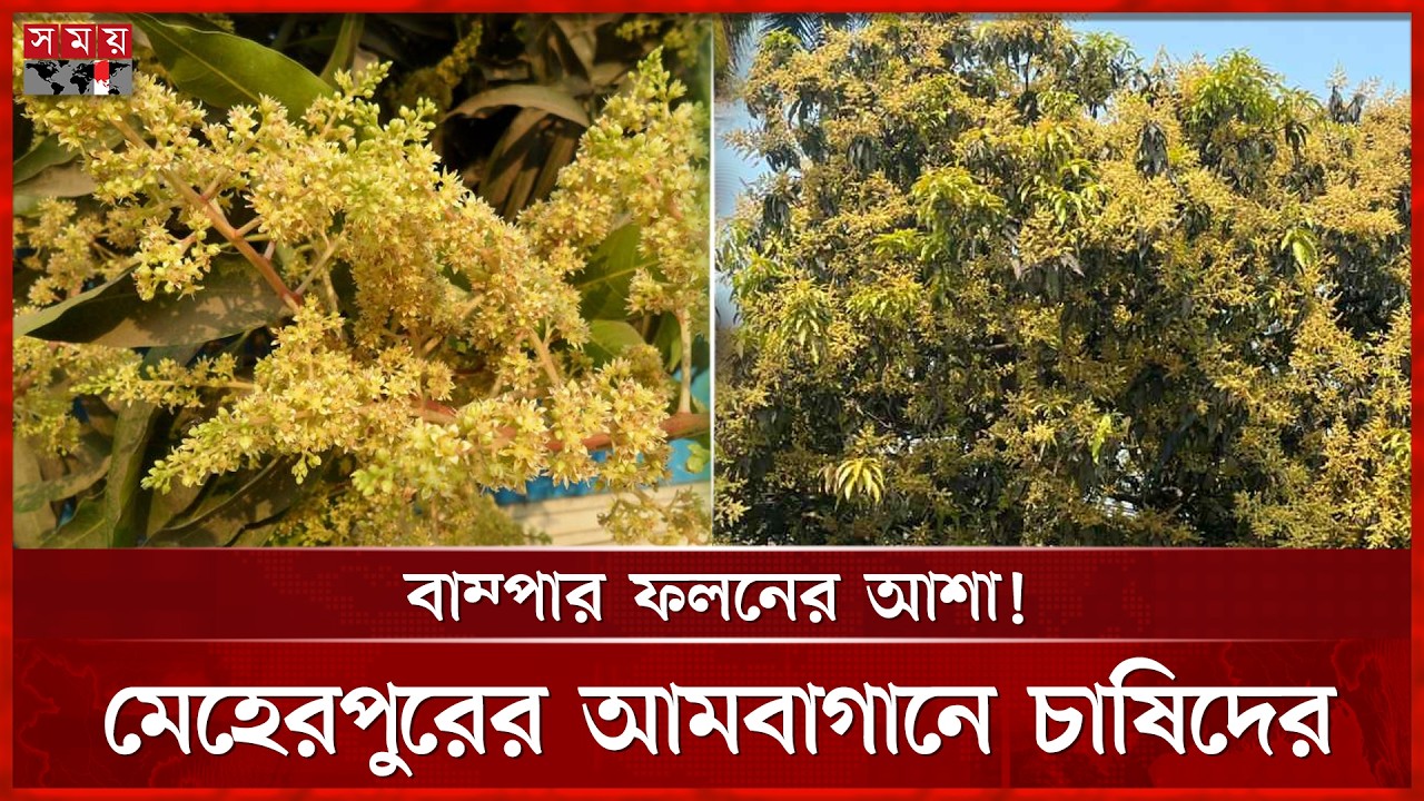 মুকুলে ভরপুর মেহেরপুরের আমবাগান, ভালো ফলনের আশা চাষিদের । Meherpur | Mango Season | Somoy Business
