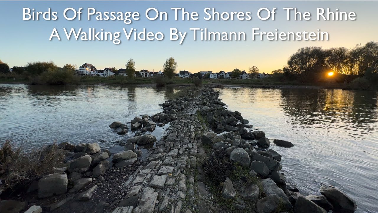 Birds Of Passage On the Shore Of The Rhine, walking video on an autumn’s day in the sunset