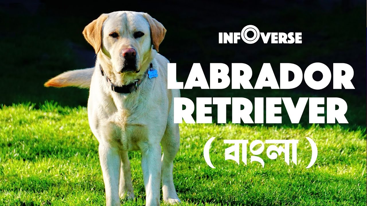 “ল্যাব্রাডর কুকুর | Breed Characteristics, Care & Training Tips | Labrador Retriever Explained