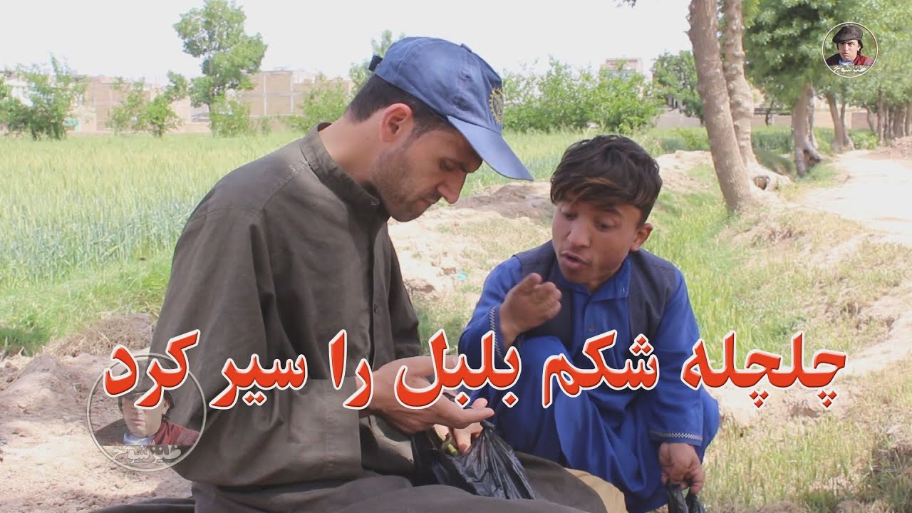 چلچله شکم بلبل را سیر کرد