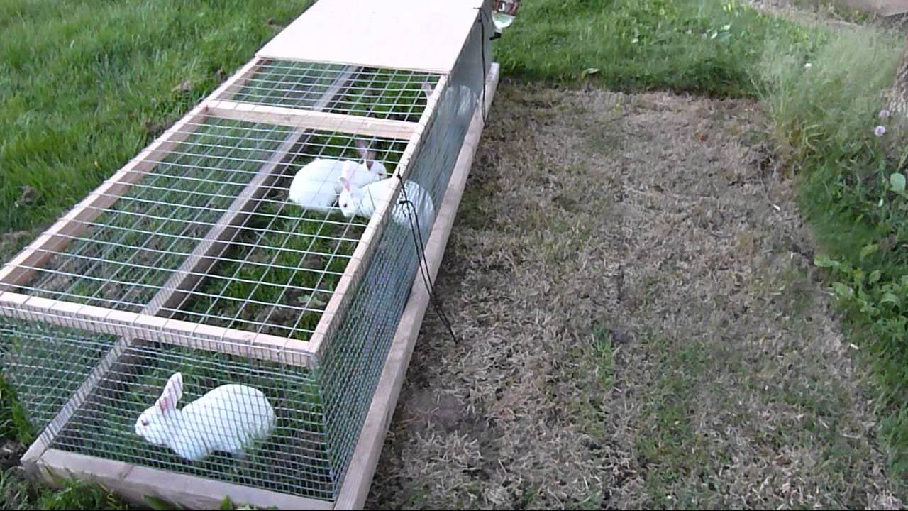 Rabbit Tractor