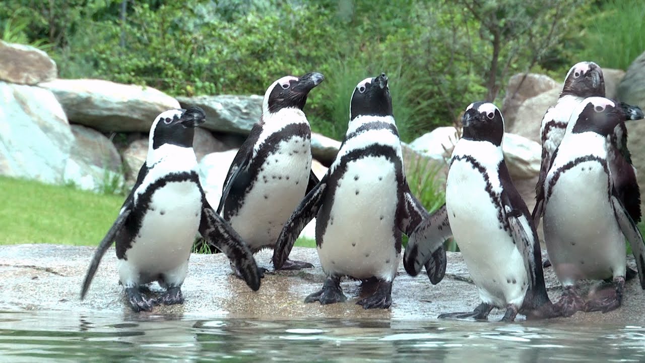 Opel-Zoo eröffnet neue Pinguin-Anlage