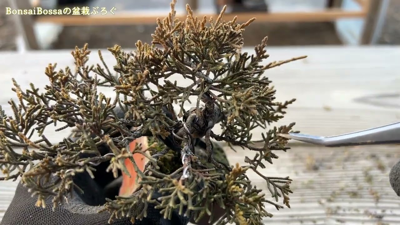 【SNP】豆真柏の剪定には刃付きのピンセットが最高に合う #盆栽 #bonsai