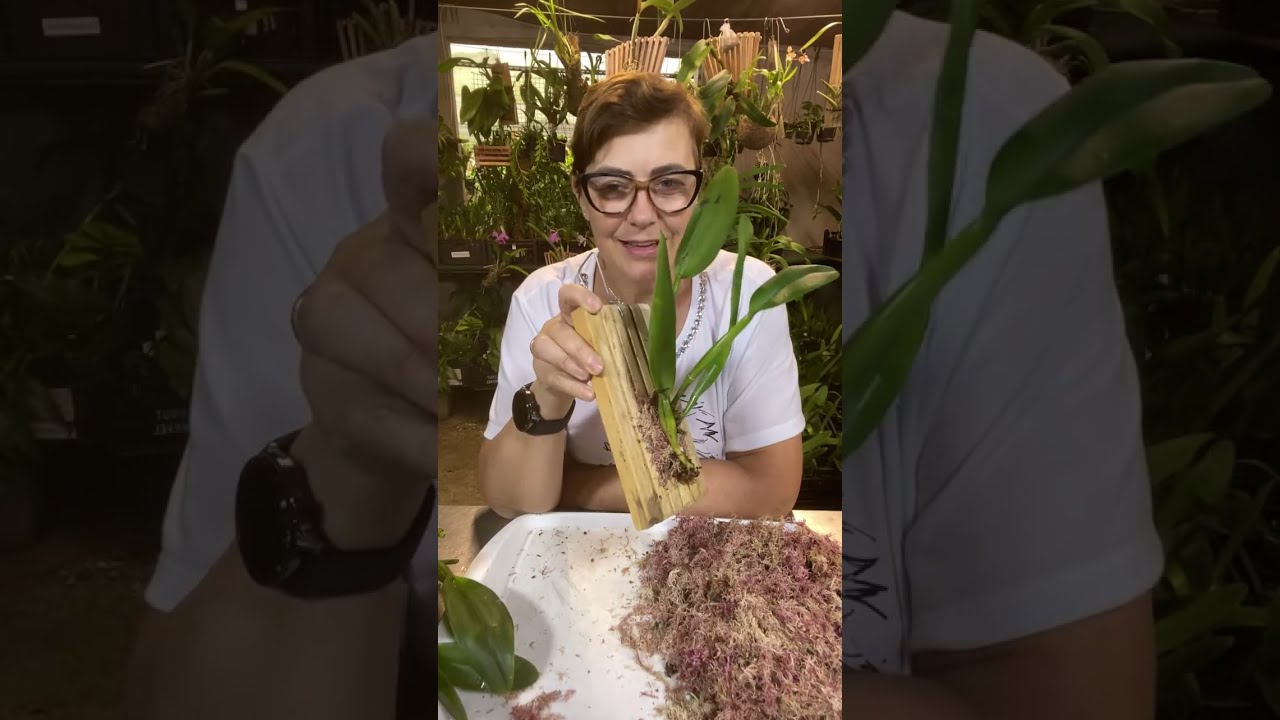 Orquidario Floraterapia está ao vivo!