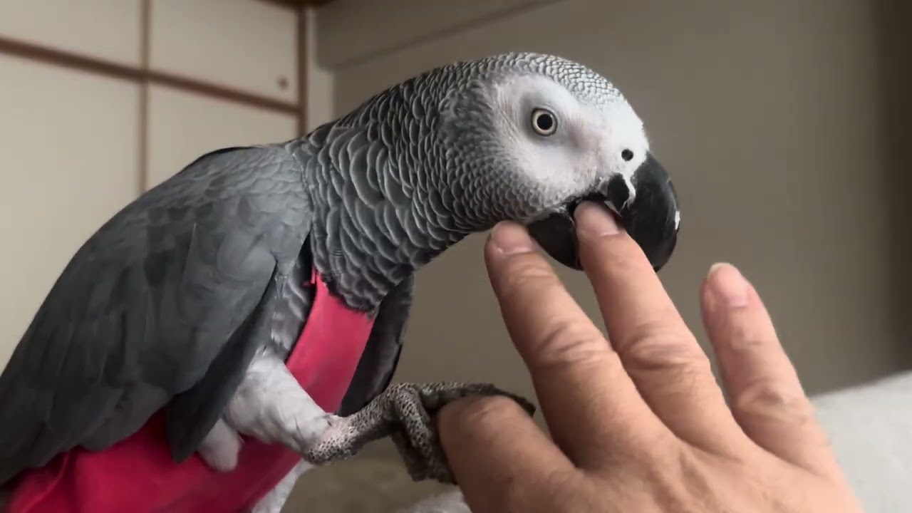ヨウムの福ちゃん。2026年お正月メドレー🎶