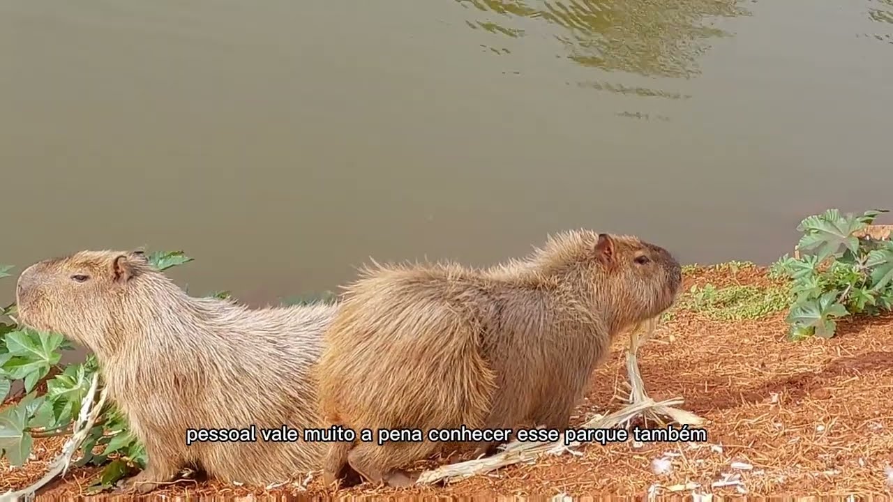 O que fazer na cidade de PARANAVA&Iacute; PARAN&Aacute;. #cidadedeparanavaiparana #paranava&iacute;