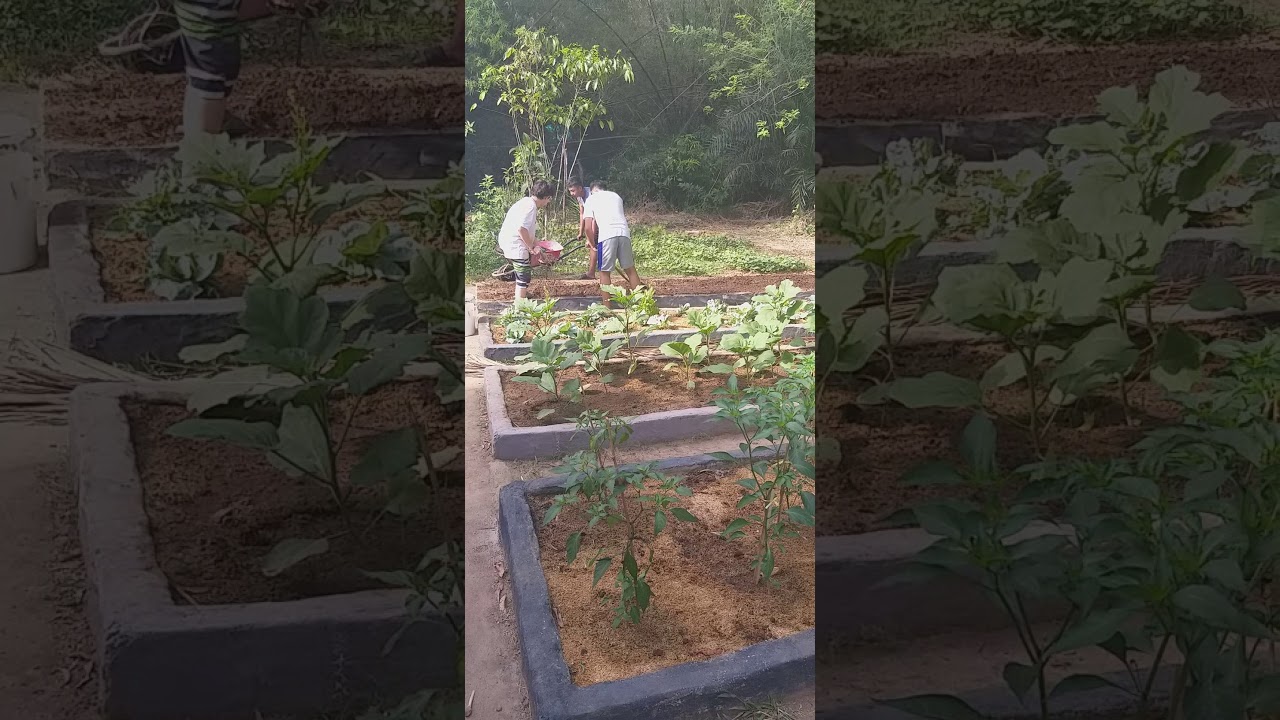 Planting tomatoes, malabar spinach, and peppers at Moca Farm