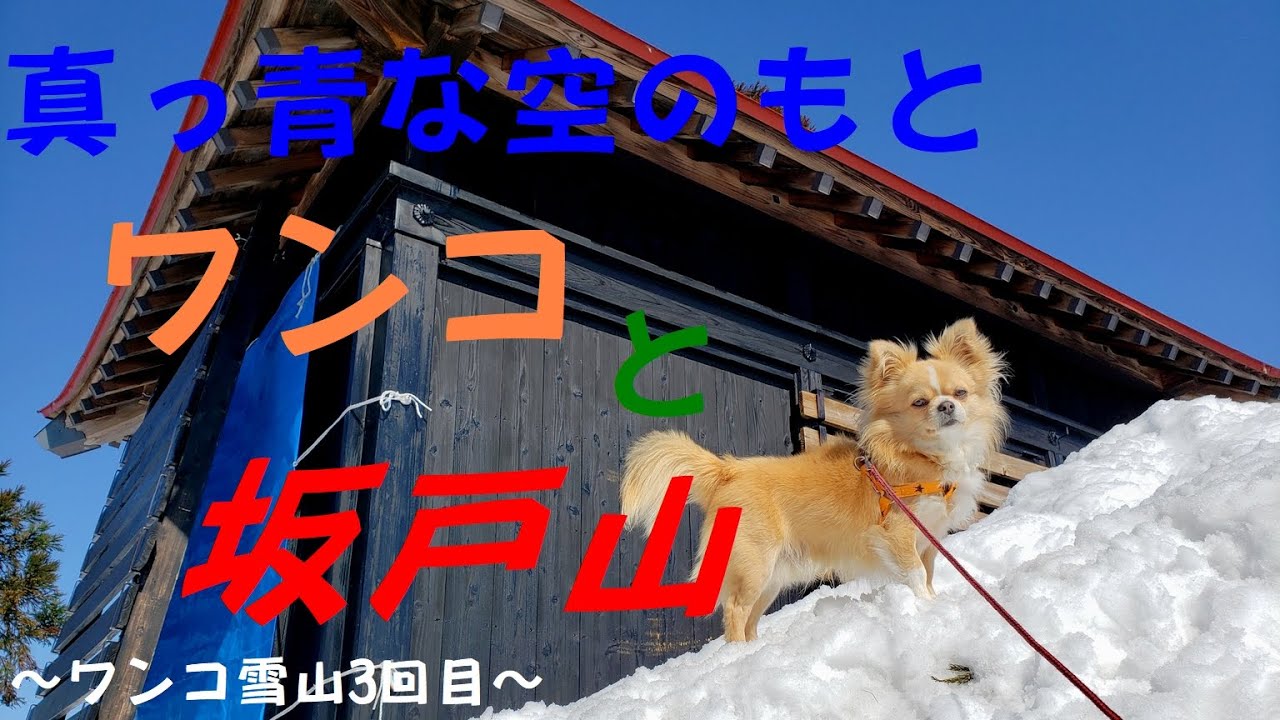 『犬と登山 14』 小春日和で雪山散歩。坂戸山へワンコとハイキング