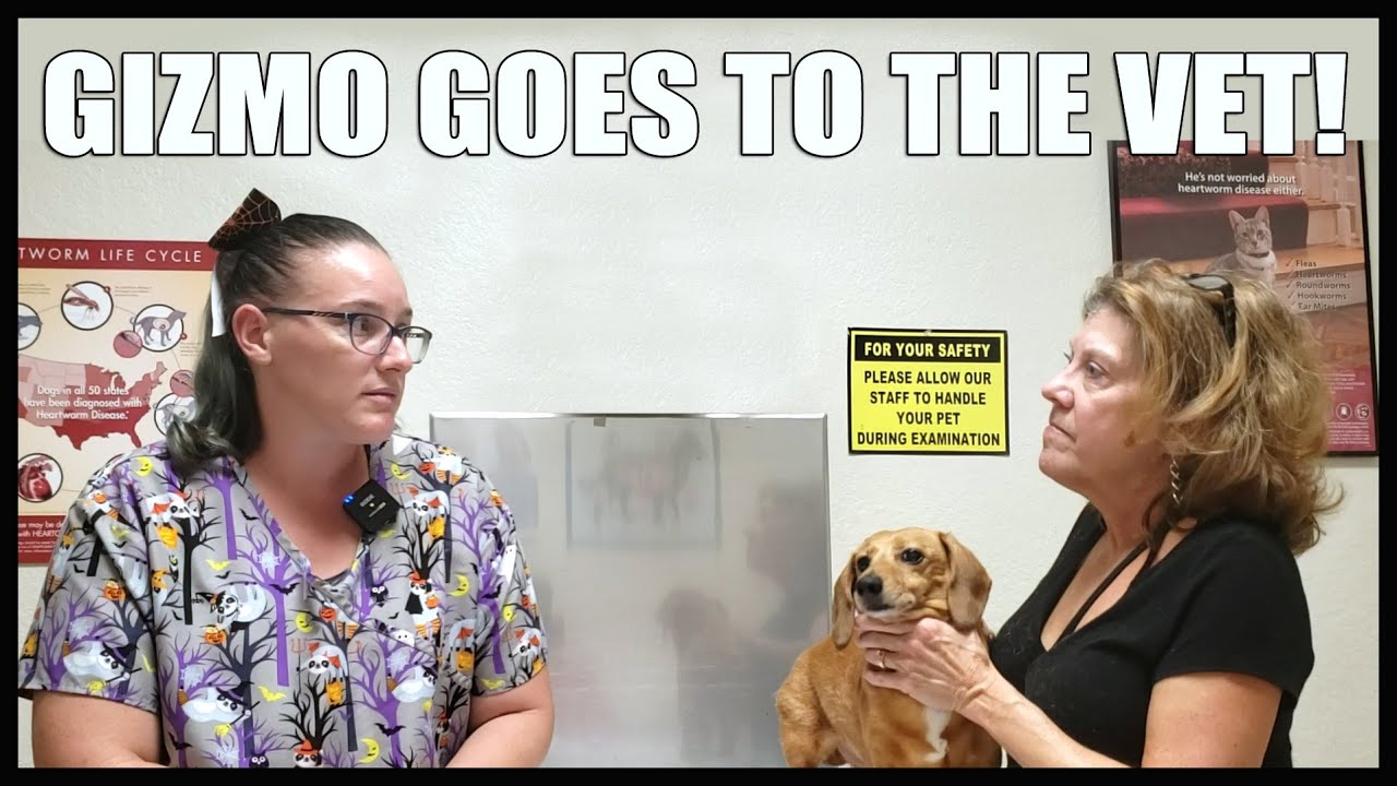 GIZMO GOES TO THE VET!  REDUX!