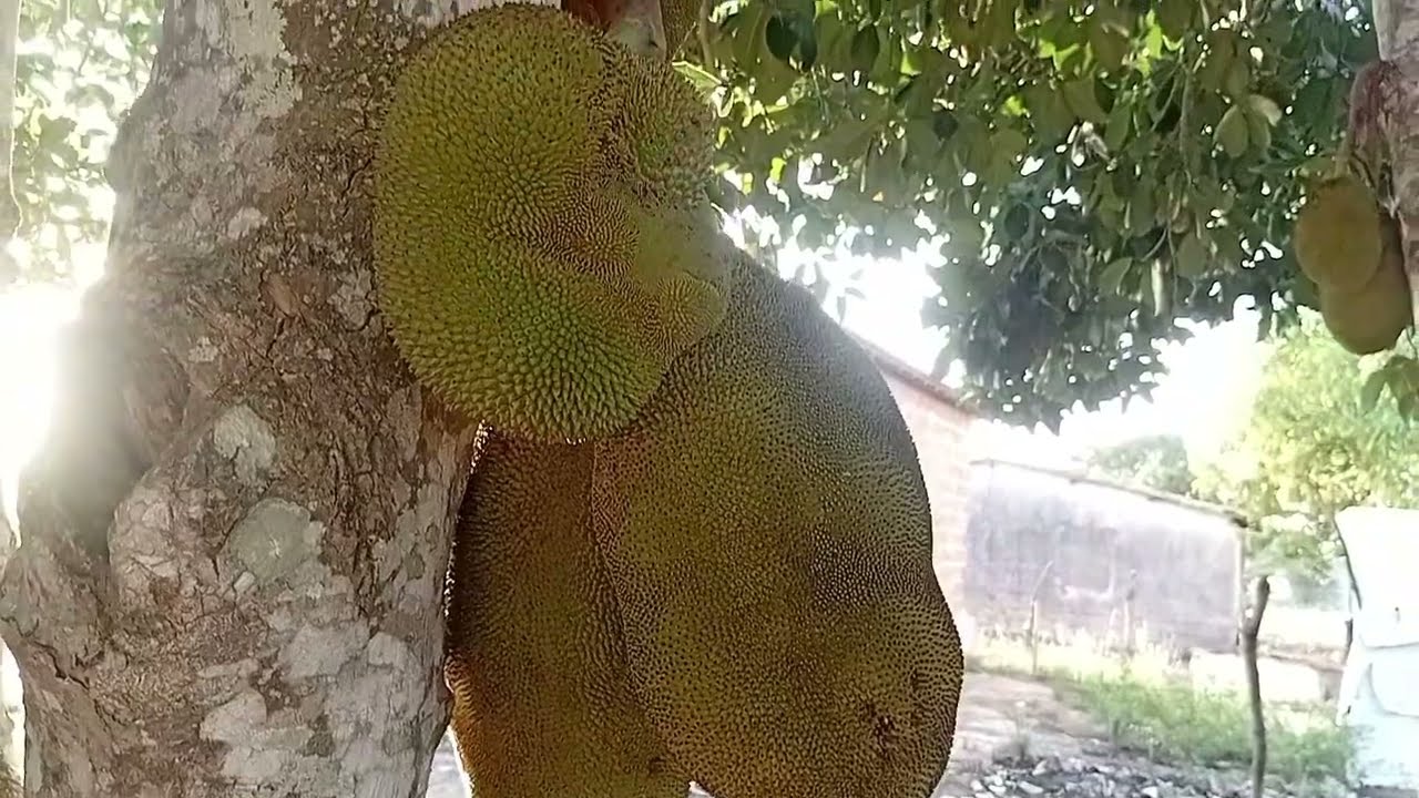 FARTURA DE FRUTAS AQUI NO INTERIOR DE SERGIPE #interior #frutas #sitio #vidanaroça #vidanocampo ...
