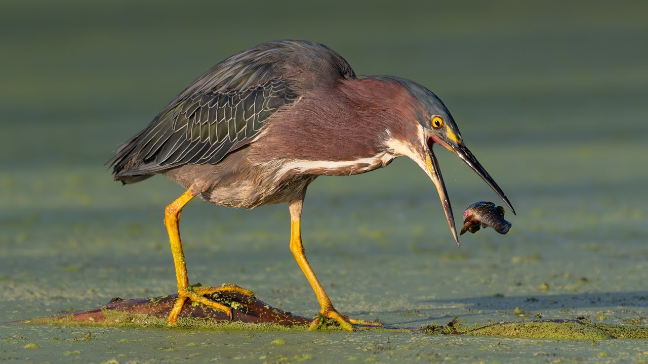 Captivating Nature & Wildlife: Eye-catching Bird and Animal Photography Slideshow