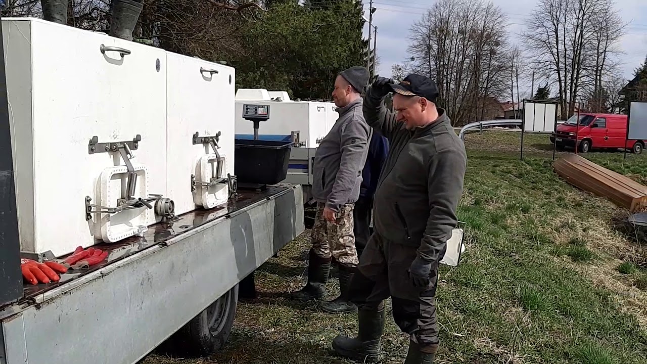 Zarybienie 29.03.2019 r. Dubienka !!!