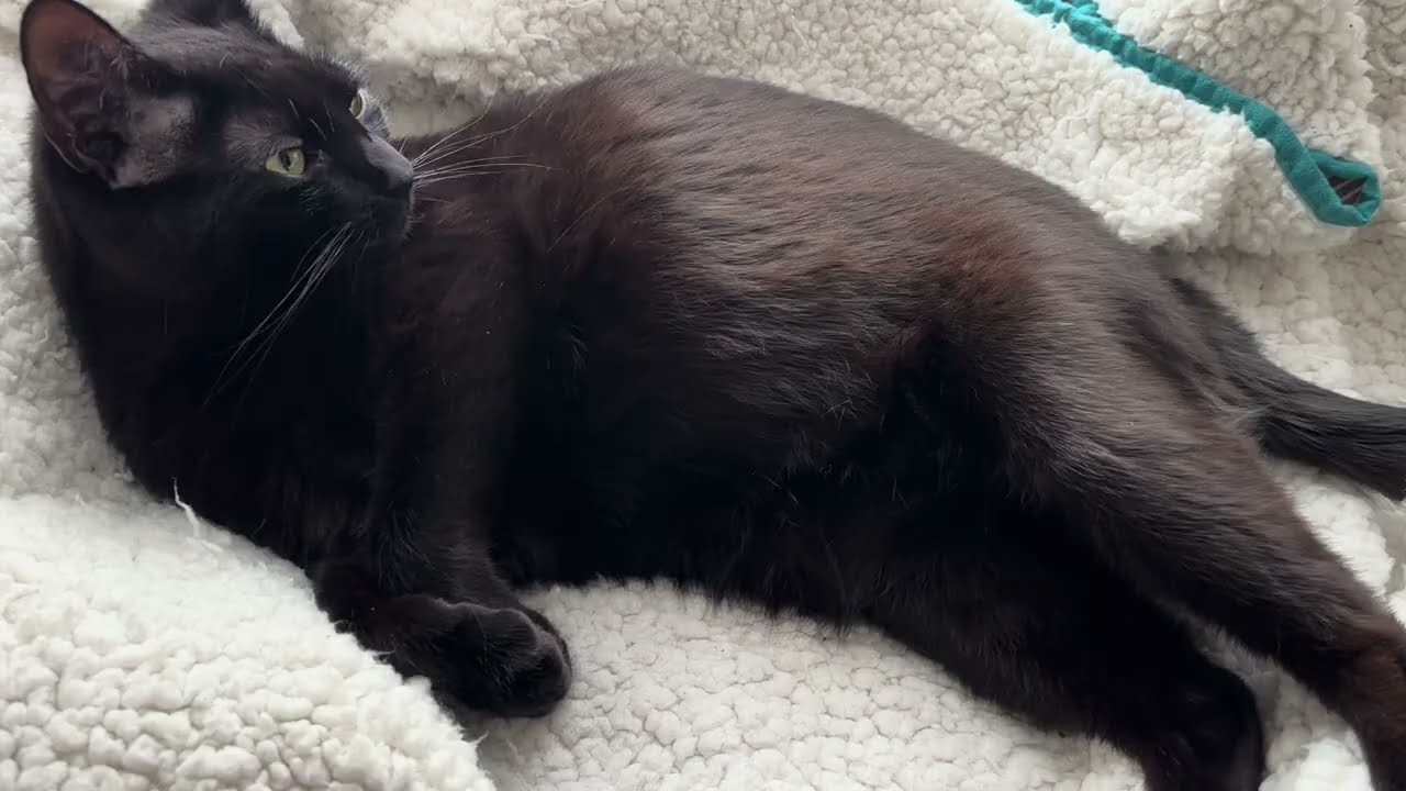Missy is a happy, sleepy kitty