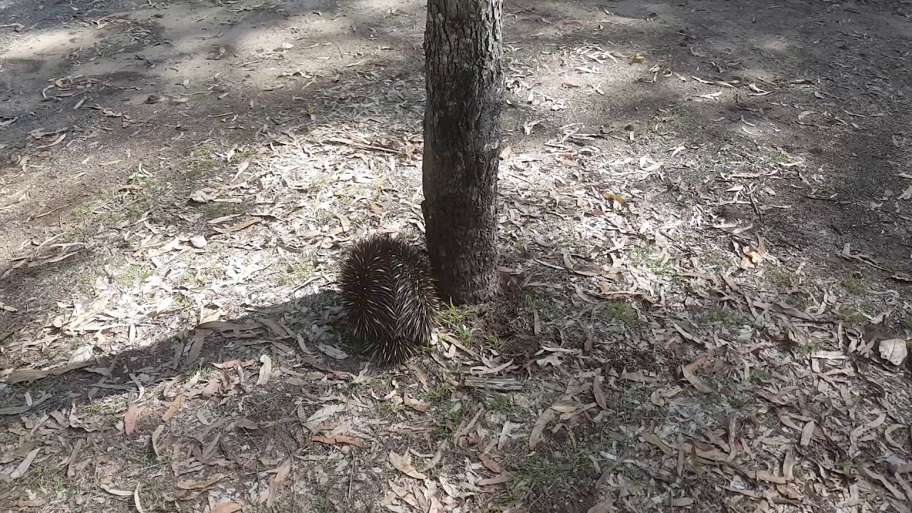 Echidna at Takarakka Bush Resort Carnarvon Gorge Queensland Australia