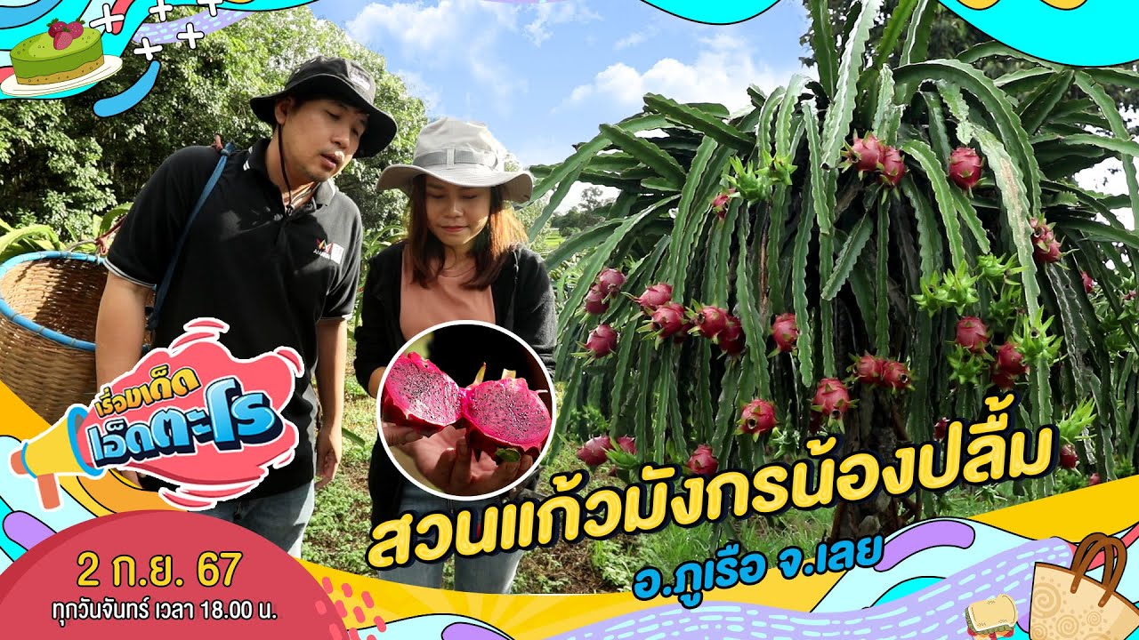 สวนแก้วมังกรน้องปลื้ม อ.ภูเรือ จ.เลย | เรื่องเด็ดเอ็ดตะโร | 2 ก.ย. 67 (3/4)