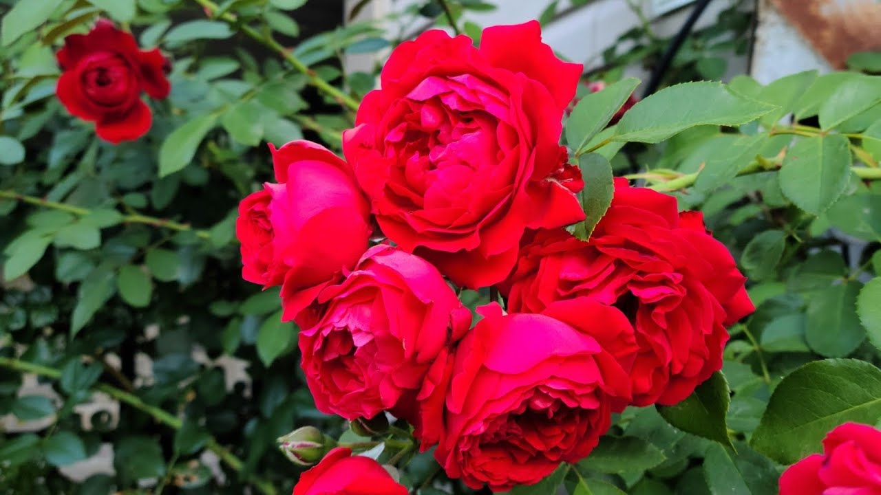 Saturday Spotlight! Florentina Climbing Rose!🌹