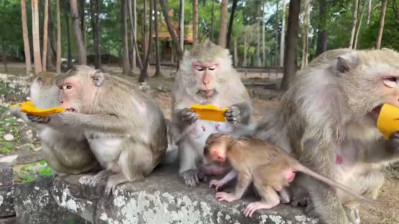 Monkeys enjoying magic breakfast delightfully