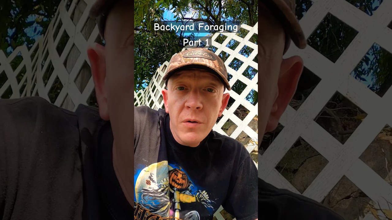 Wood Sorrel (Eating Backyard  Weeds)