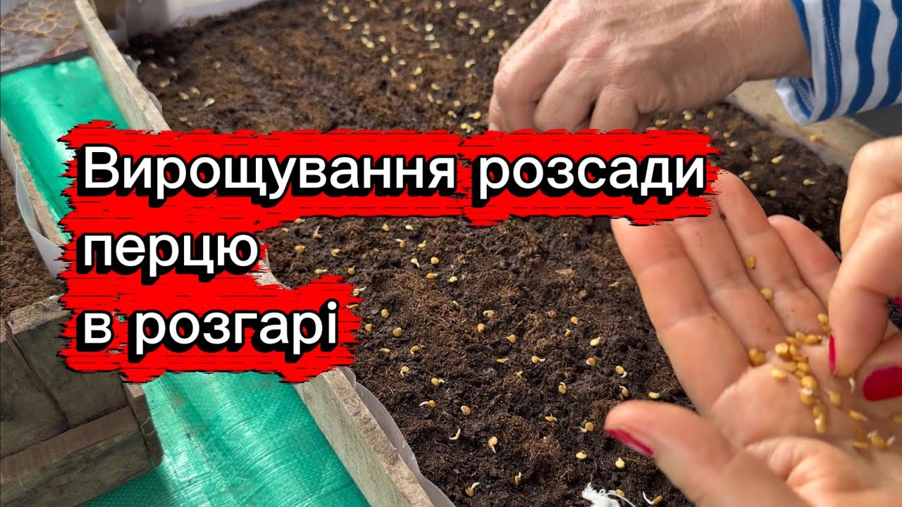 Насіння перцю наклюнулося, сіємо, вирощуємо розсаду для продажу. 3 березня 