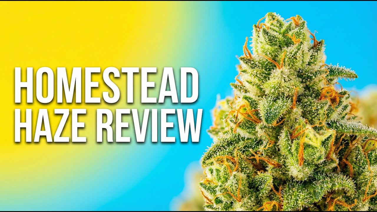 Cannabis Bible chapter 6 | Homestead Haze Review: Creative & Focused Sativa
