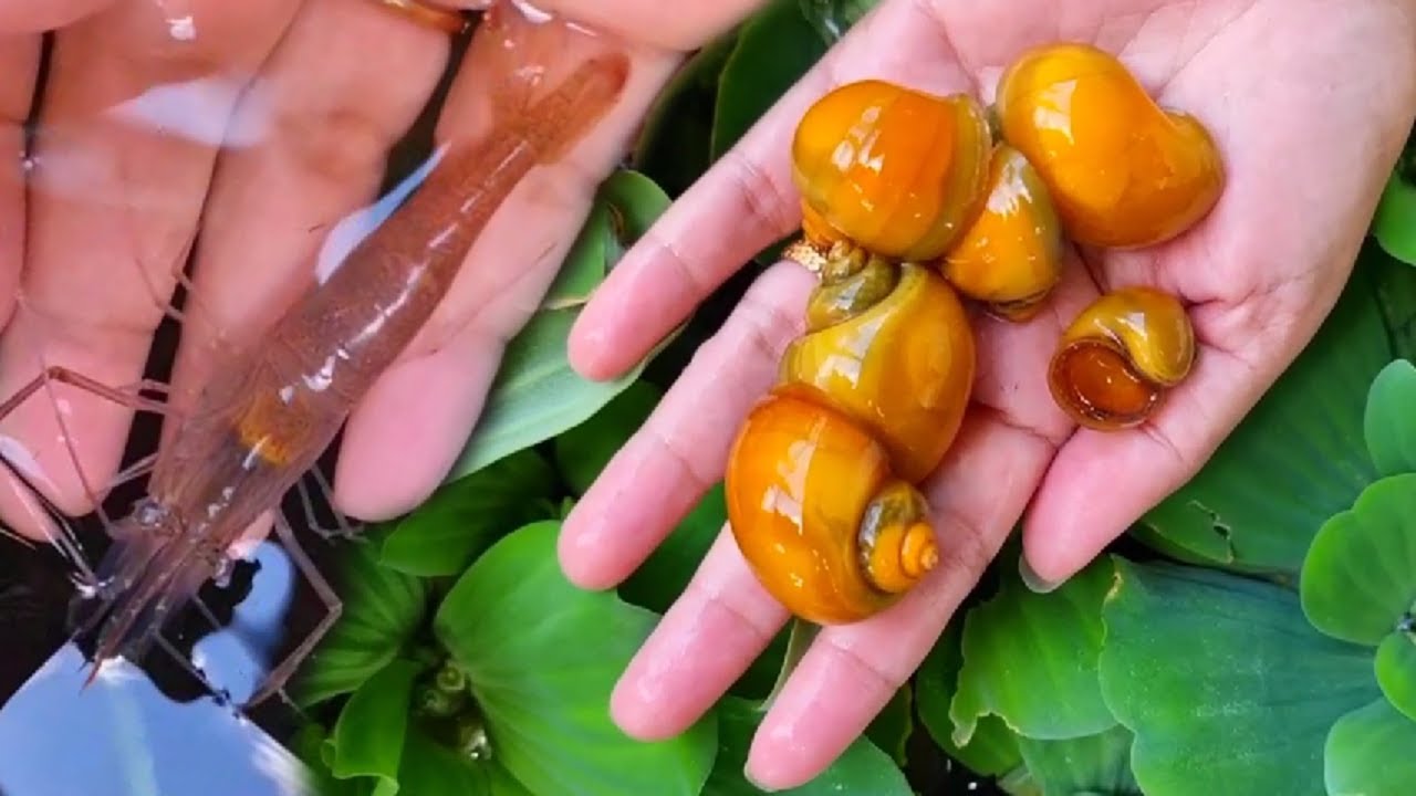 ការចិញ្ចឹមបង្គានិងខ្យងនៅមុខផ្ទះ- Raising shrimp and snails in a small pond in front of the house