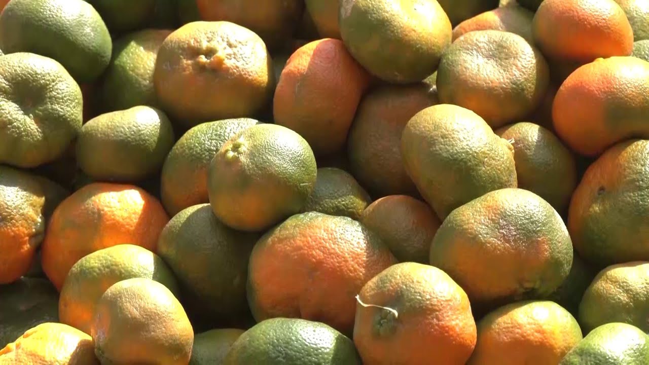 Hechos del Agro - Cosecha de Mandarina
