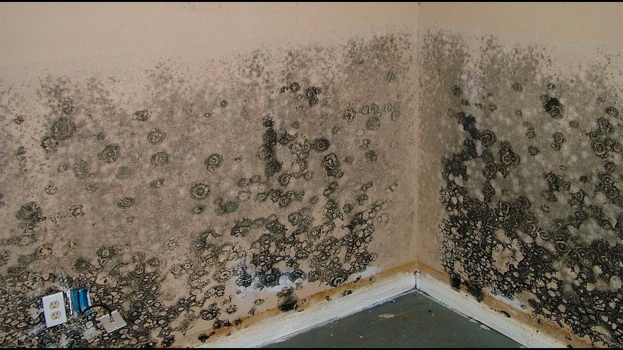 Block Strong - Mold Resistance
